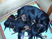 /album/stenata-2012/p1010326-akuma-trinken-jpg/